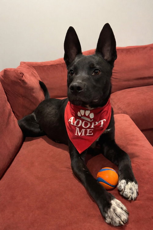 Bubba #5, an adoptable Belgian Shepherd Malinois in Aurora, CO