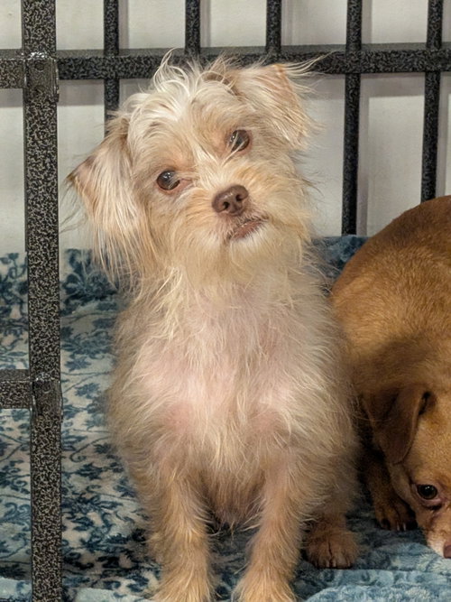 Schnitzel #1, an adoptable Terrier in Aurora, CO