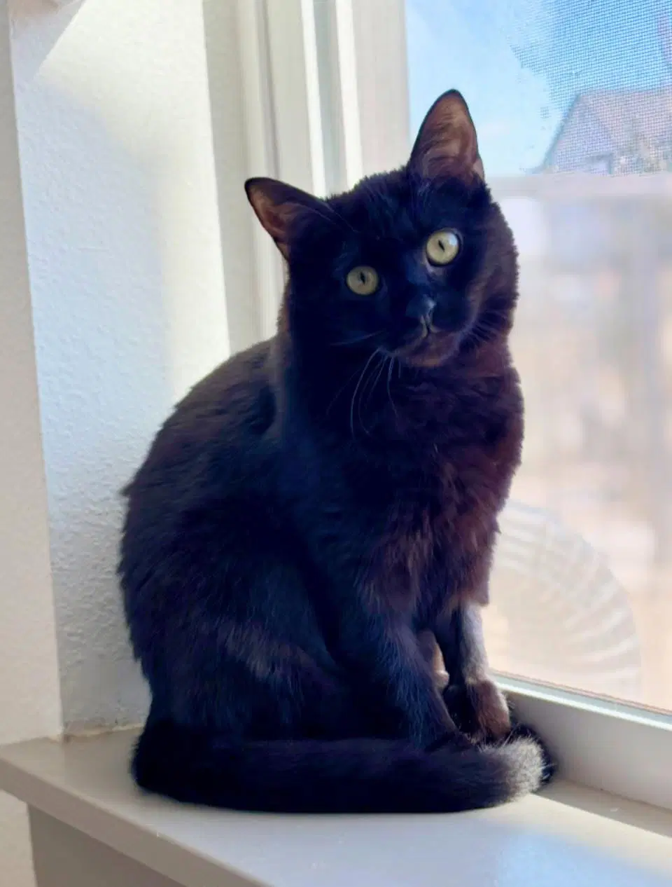 Meena - Domestic Short Hair