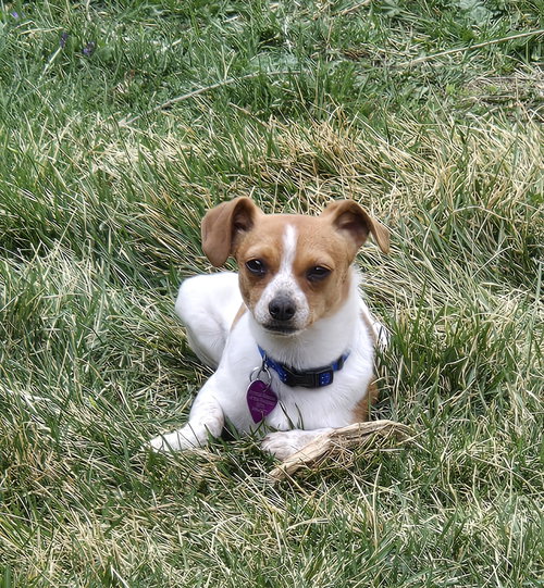 FRIDA #1 - Chihuahua for adoption in Aurora