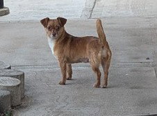 Vija #1, an adoptable Chihuahua in Aurora, CO