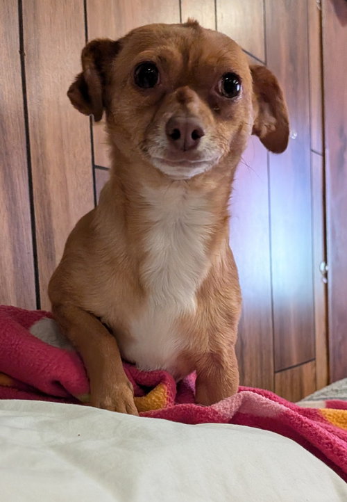 Vija #1, an adoptable Chihuahua in Aurora, CO