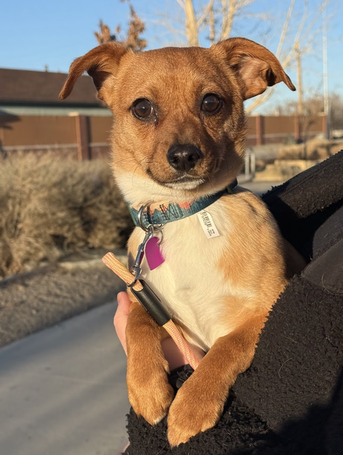 Zeno #1, an adoptable Chihuahua in Aurora, CO