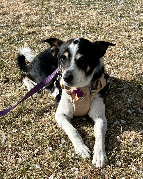 Chili #1, an adoptable German Shepherd Dog in Aurora, CO