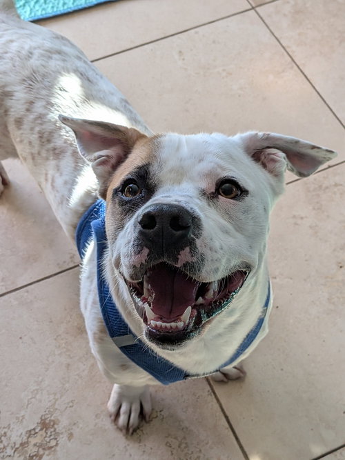 Coy #2, a dog for adoption from Animal Rescue of the Rockies