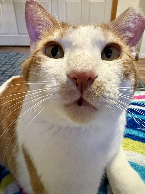 picture of the cat needing adoption