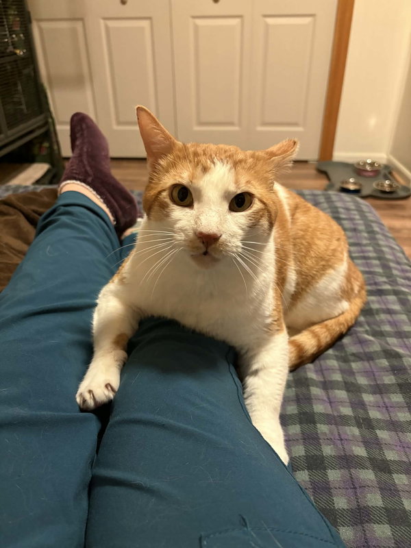 Norbert (FIV+)