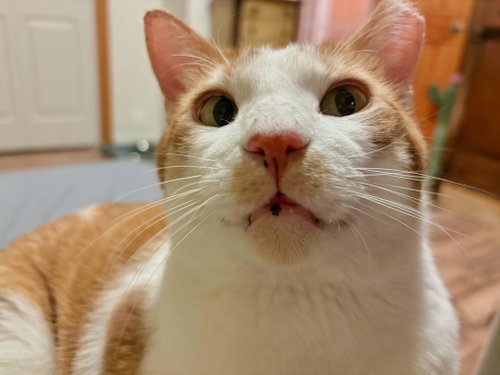 Norbert