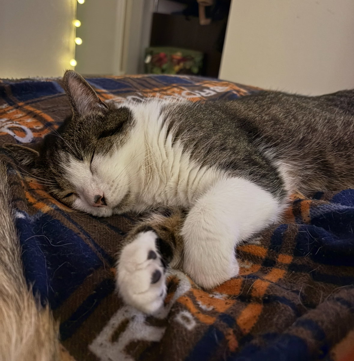 *Zig (declawed/Courtesy Post)