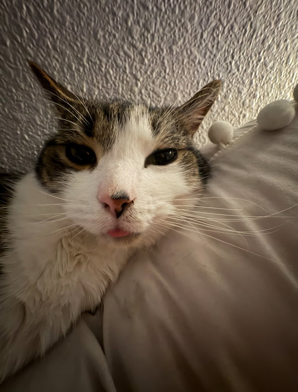 *Zig (declawed/Courtesy Post)