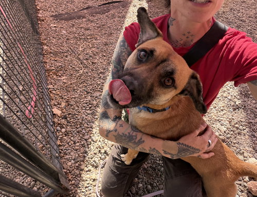 Bucky #1, an adoptable Shepherd in Aurora, CO