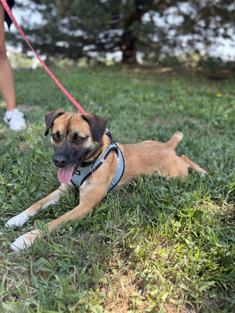 Bucky #1, an adoptable Shepherd in Aurora, CO