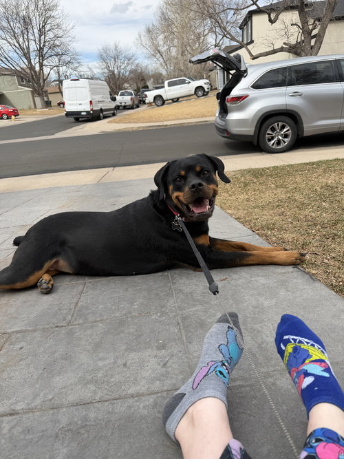 Ohana (Courtesy), an adoptable Rottweiler in Aurora, CO