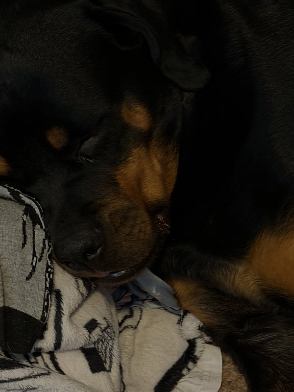Ohana (Courtesy)
