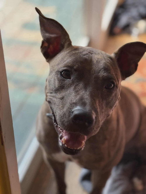 Alfalfa (Courtesy), an adoptable Unknown breed in Aurora, CO