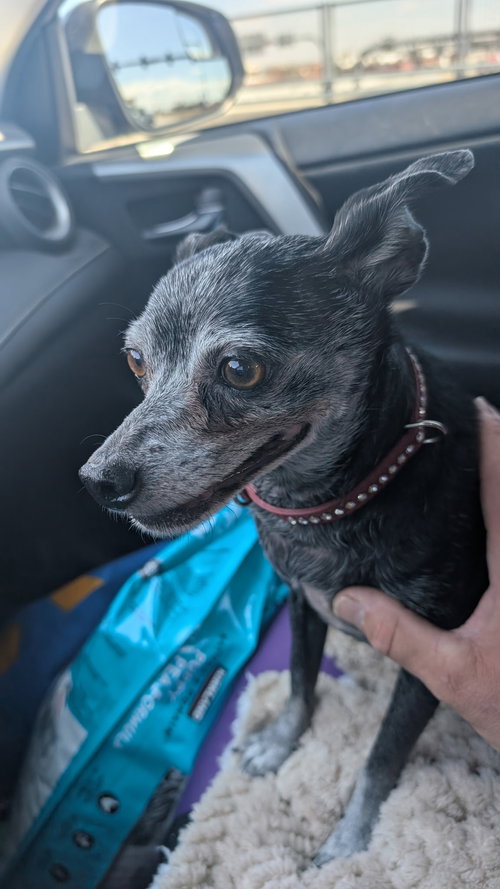 Jazz (Courtesy), an adoptable Miniature Pinscher in Aurora, CO