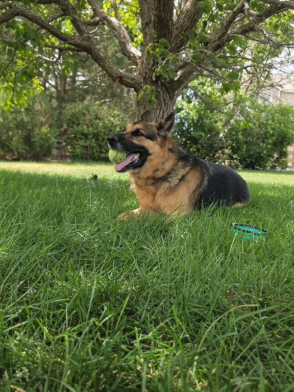 Draco (Courtesy)