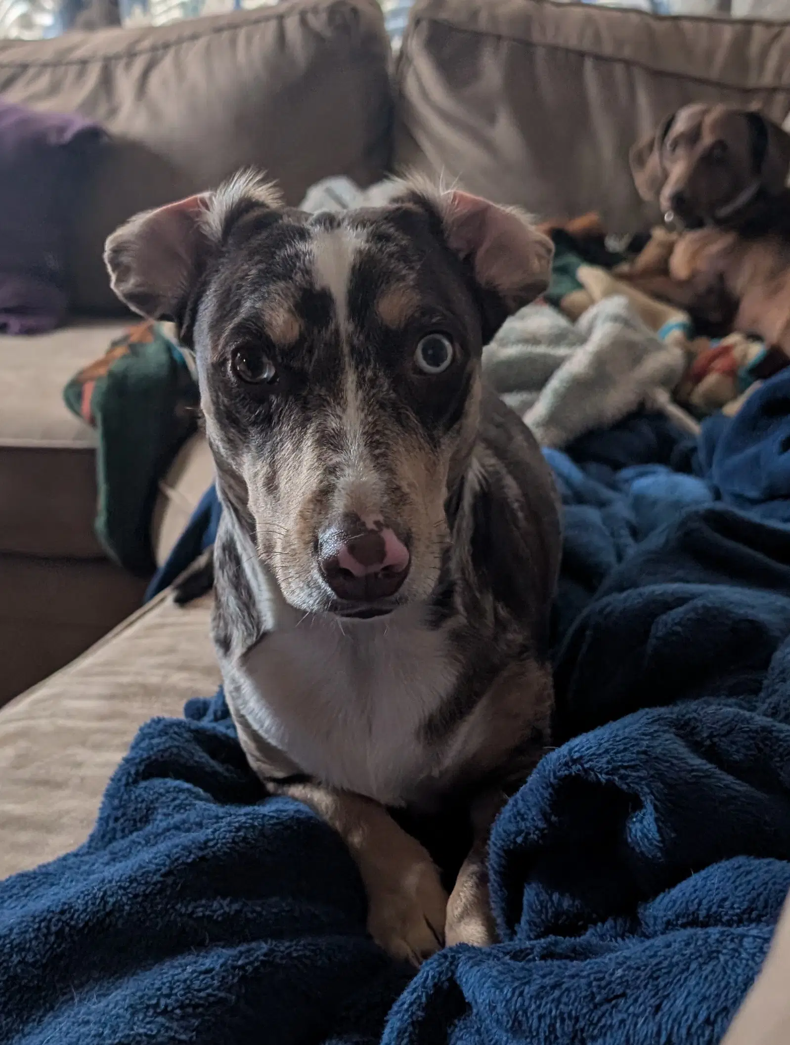Willow Ray Courtesy - Dachshund