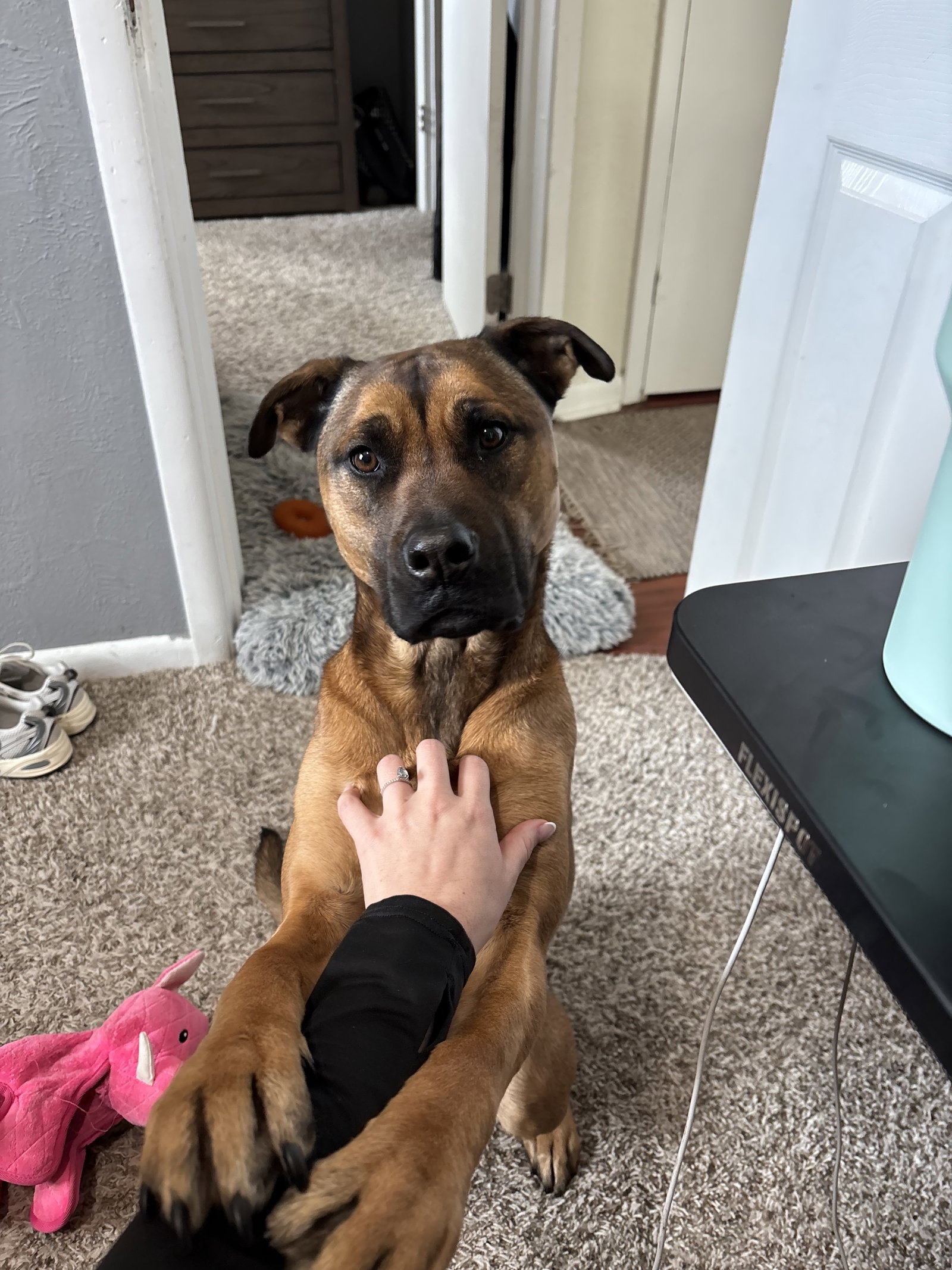 Nalla (Courtesy)