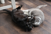 Dorian (Dory) + Jacob Blackington - Photo 2