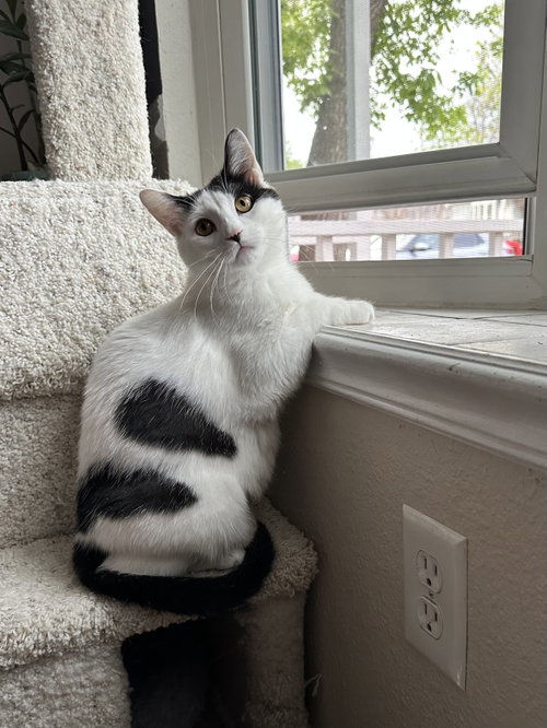 picture of the cat needing adoption