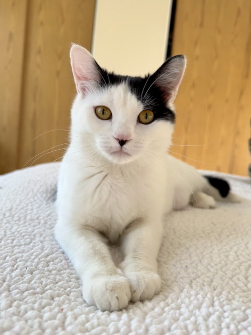 Quinlan, Adult Domestic Short Hair (short coat), cat for adoption in Northglenn, Colorado