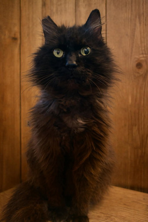 Charlie Muppet, Adult Domestic Long Hair (long coat), cat for adoption in Northglenn, Colorado