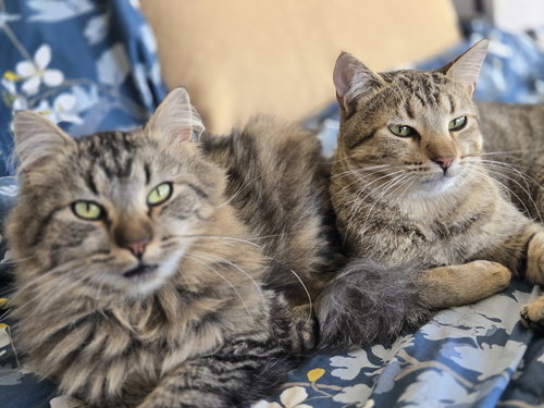 Beetle + Cricket (bonded pair), Young Domestic Medium Hair, cat for adoption in Northglenn, Colorado