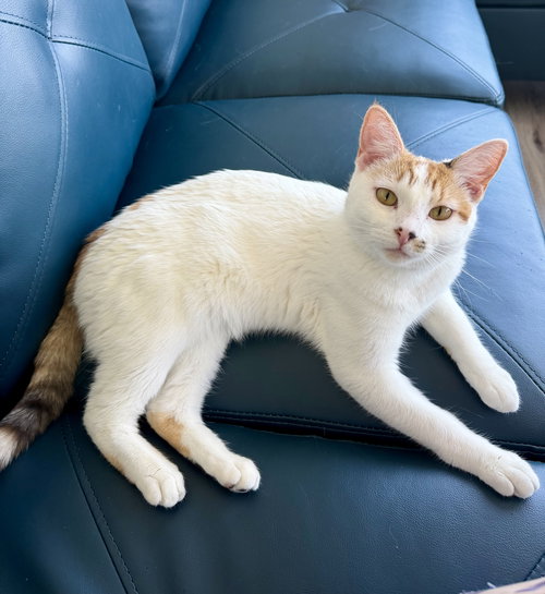Geraldine, Young Domestic Short Hair (short coat), cat for adoption in Northglenn, Colorado