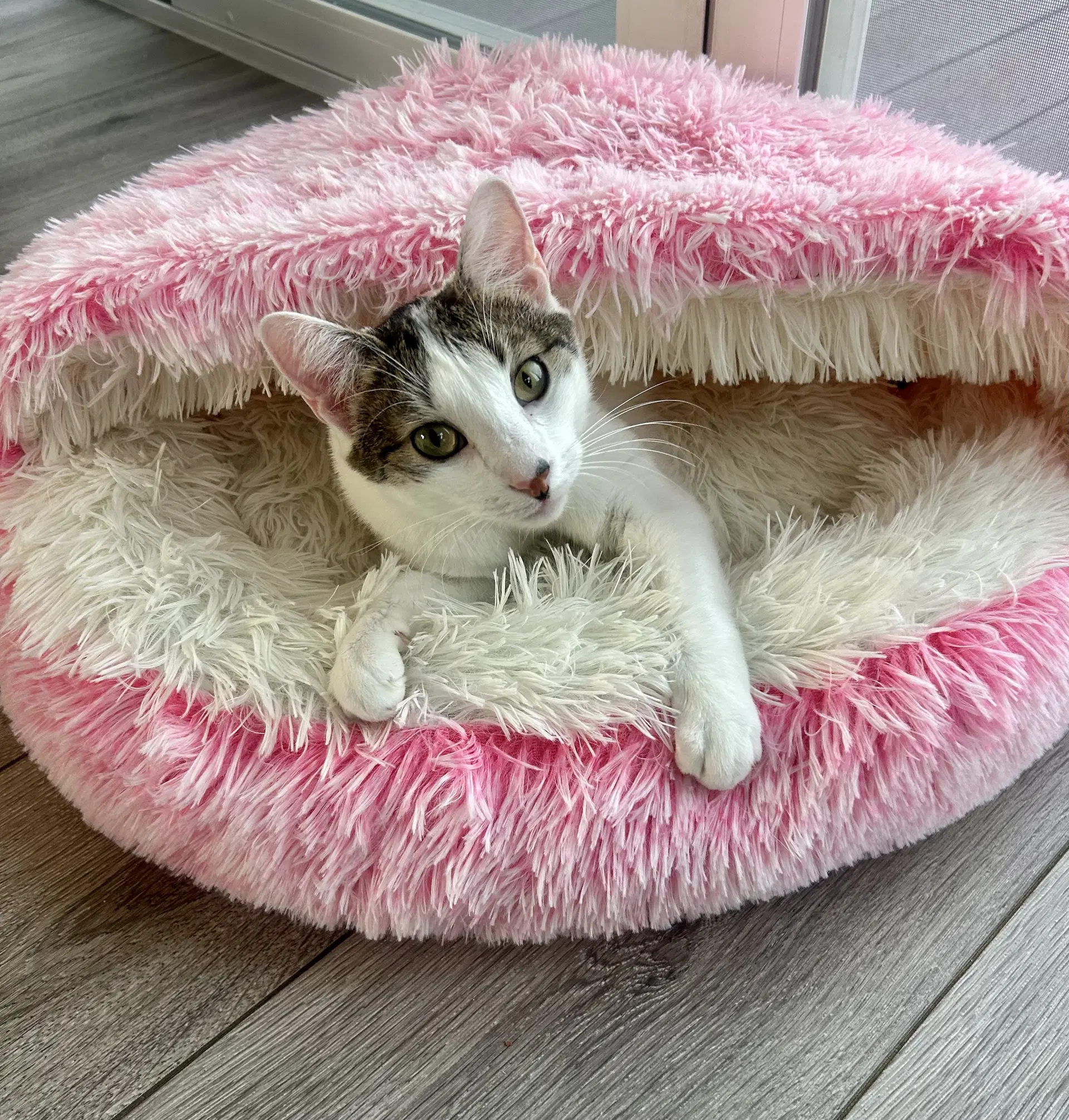 Mezzo - Domestic Short Hair