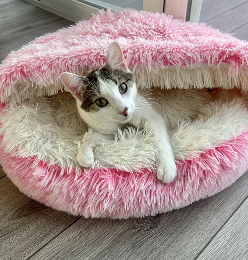Mezzo, Adult Domestic Short Hair (short coat), cat for adoption in Northglenn, Colorado