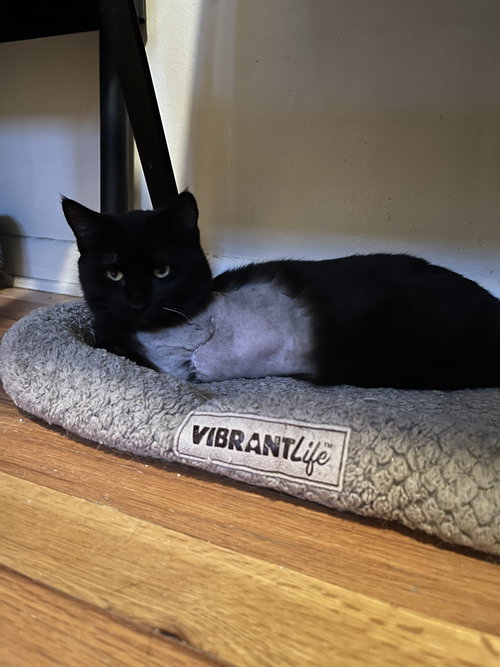 Wildly (Tripod), Adult Domestic Short Hair (short coat), cat for adoption in Denver, Colorado