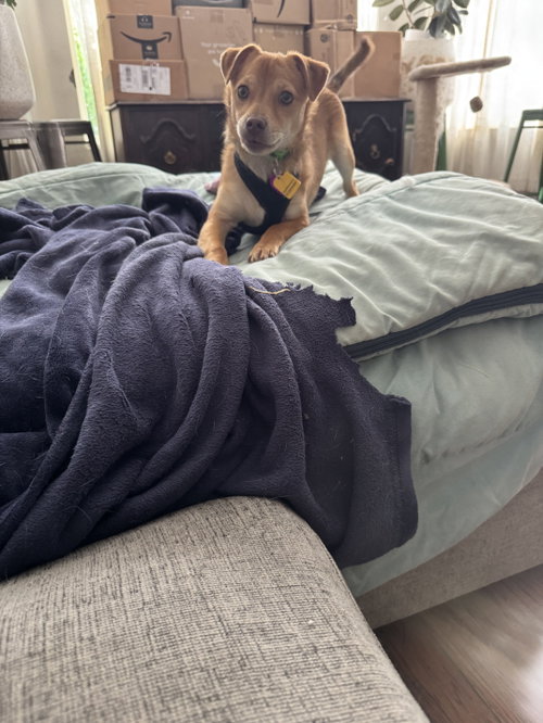 Tabasco #1, an adoptable Chihuahua in Aurora, CO
