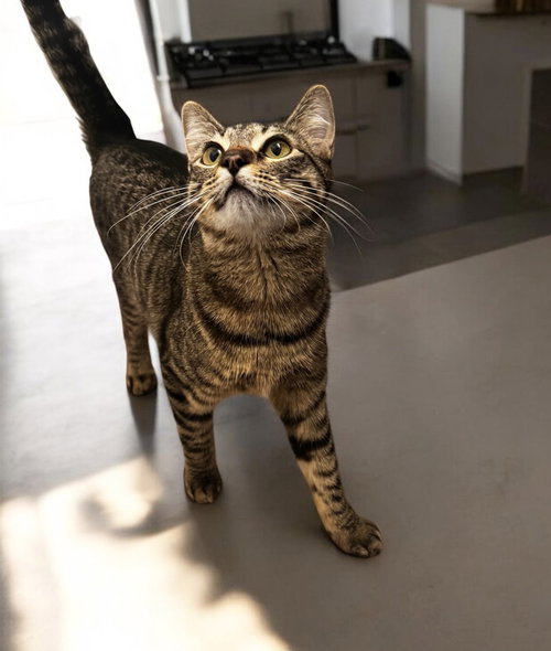 Kimchi, an adoptable Domestic Short Hair in Aurora, CO