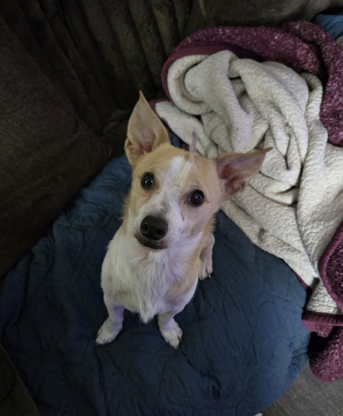 Maverick #7, an adoptable Chihuahua in Aurora, CO