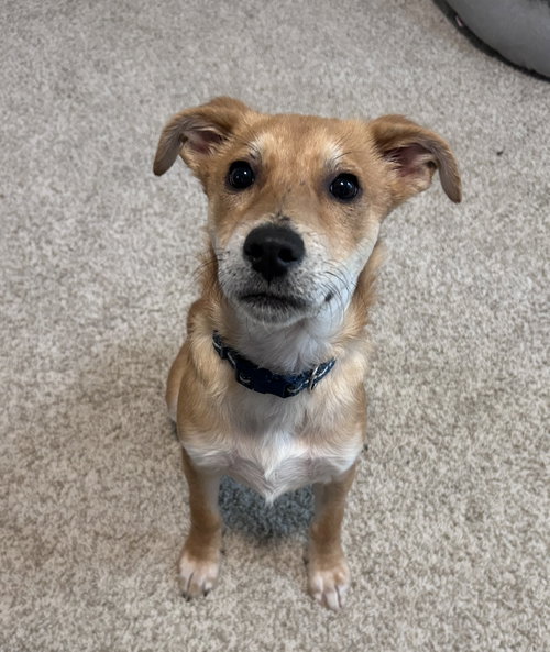 Presley #3, an adoptable German Shepherd Dog in Aurora, CO