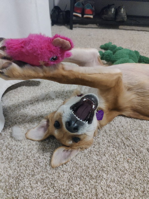 Presley #3 photo 3