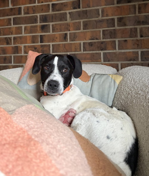 Carl #1, an adoptable Border Collie in Aurora, CO