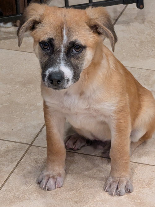 Elvis #5, an adoptable German Shepherd Dog in Aurora, CO