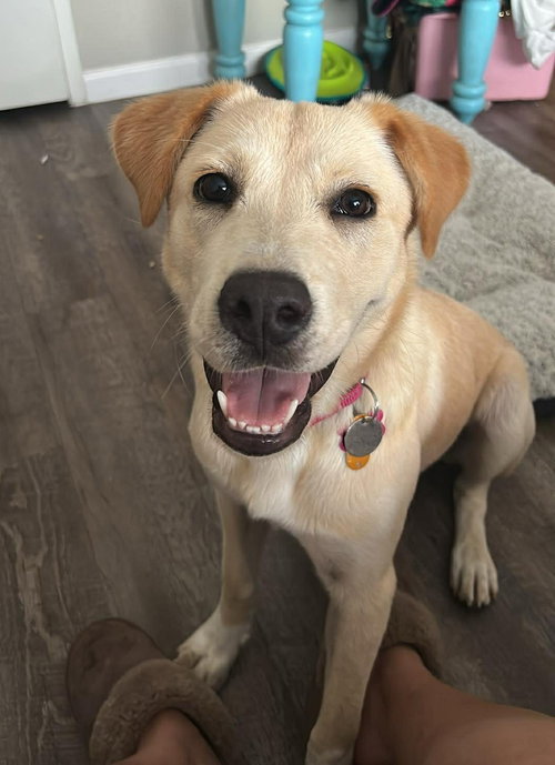 Madeline (Courtesy), an adoptable Labrador Retriever in Aurora, CO