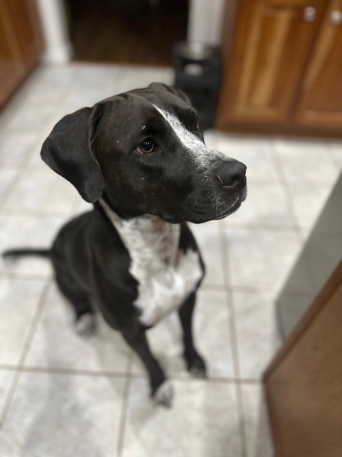 Nyra (Courtesy), an adoptable Unknown breed in Aurora, CO