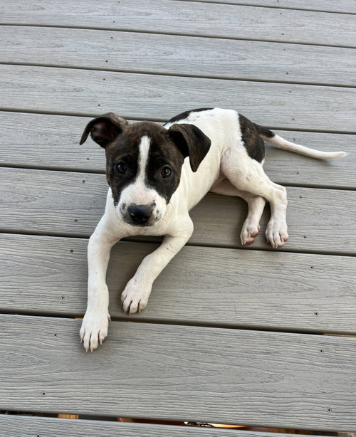 Sadie #13, an adoptable Staffordshire Bull Terrier in Aurora, CO