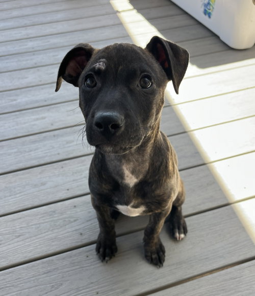 Sally #6, an adoptable Staffordshire Bull Terrier in Aurora, CO
