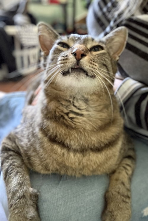 RIGBY - Domestic Short Hair available for adoption