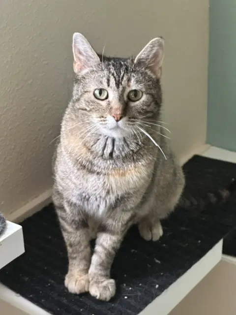 Charm - Domestic Short Hair