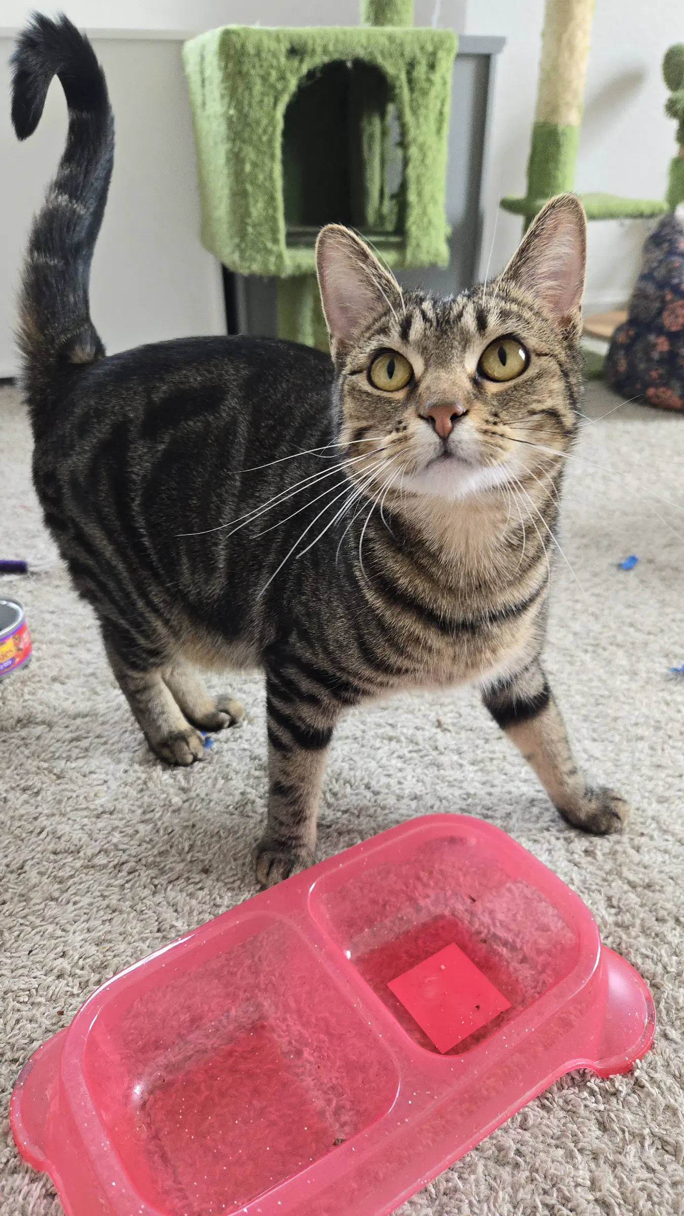 Theodora Theo - Domestic Short Hair