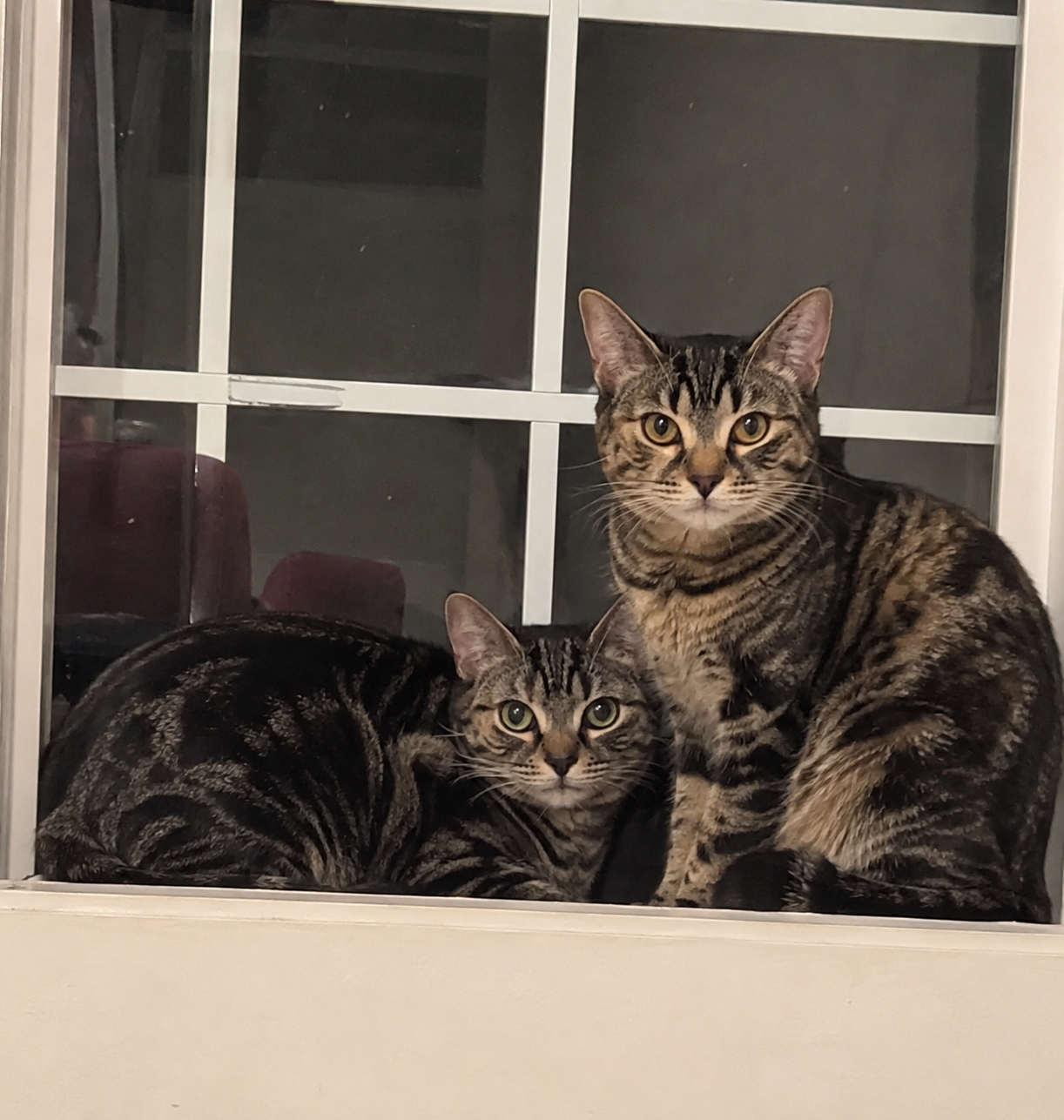 Theodora and Nell (bonded), photo 2