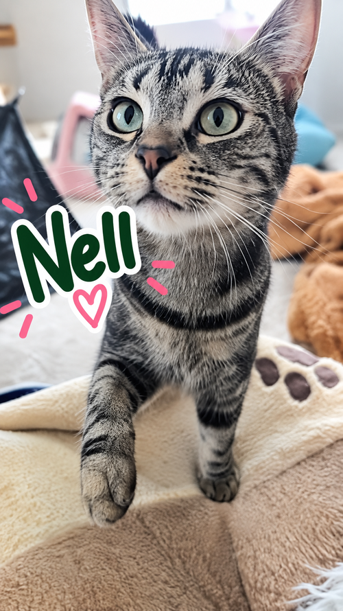 Nell and Theodora (bonded), a cat for adoption from Animal Rescue of the Rockies