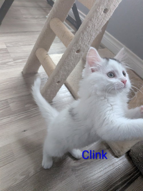 Clink