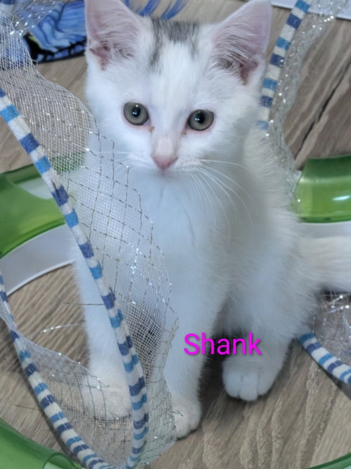 Shank
